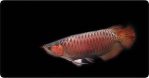 烏魯木齊市洋洋水族器材有限公司（烏魯木齊市洋洋水族器材有限公司電話）