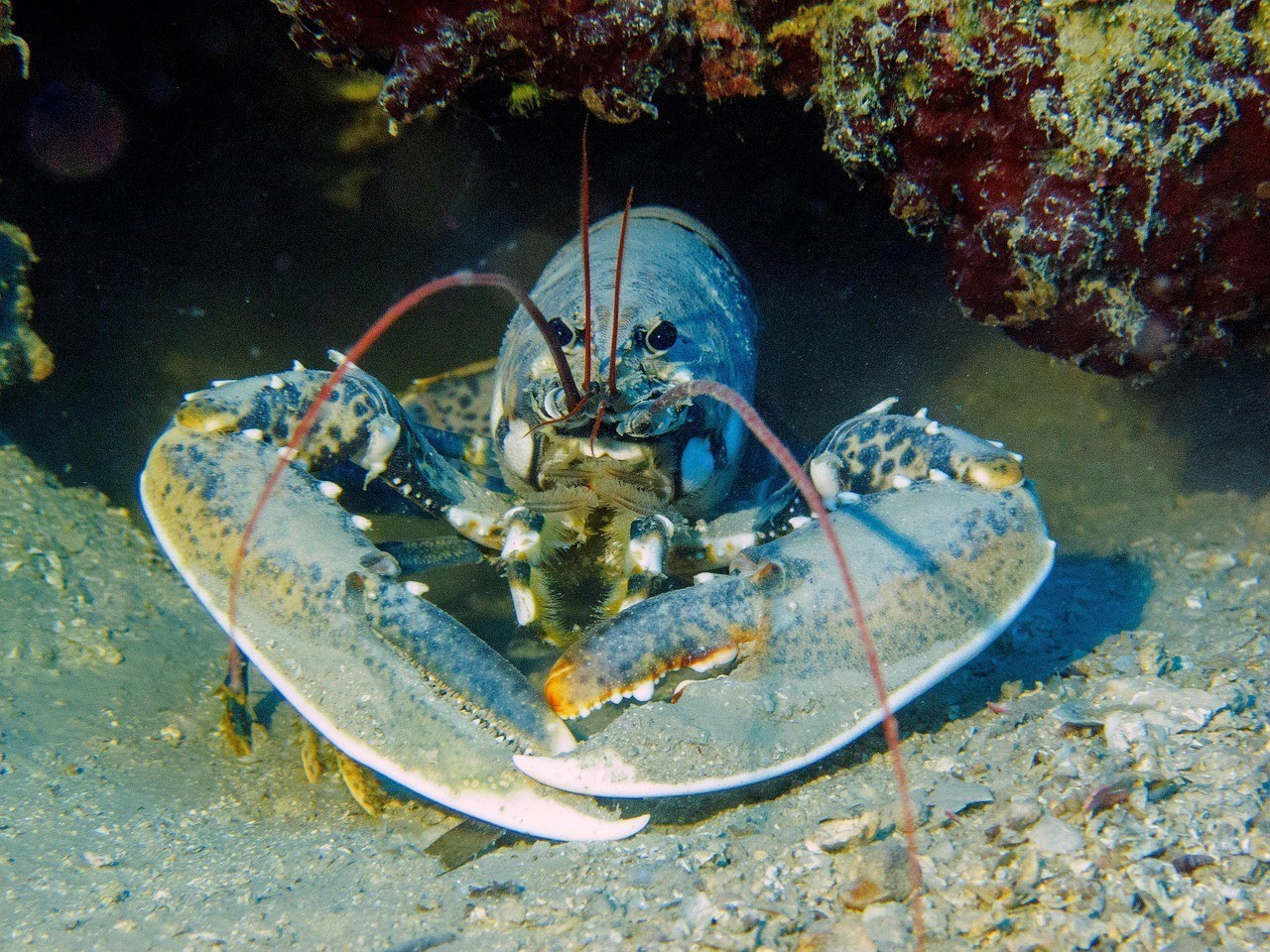 青龍蝦是海水還是淡水