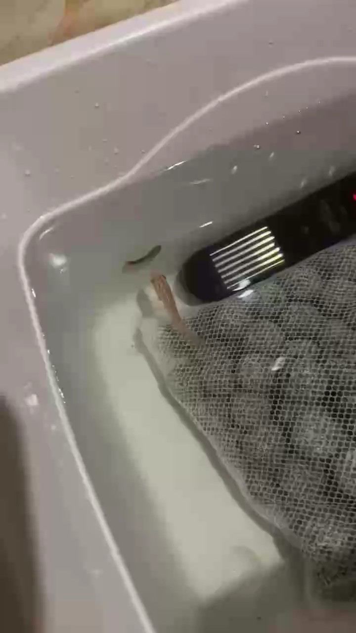 七年后重拾魚缸