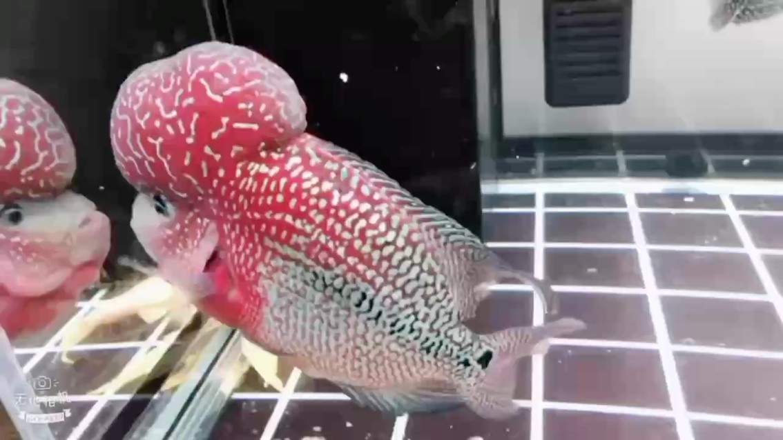 七年前的輝煌