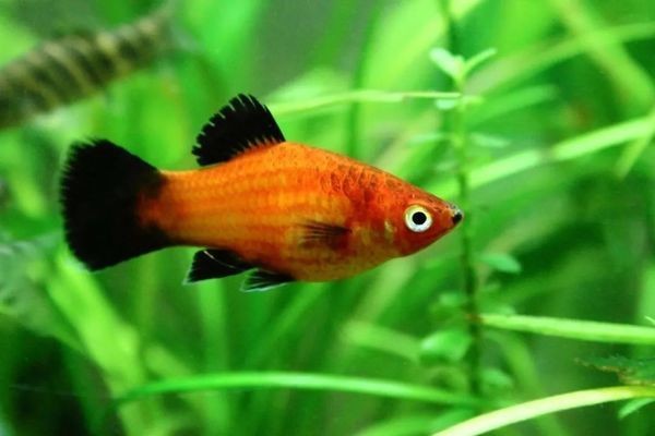 沂水縣如魚得水水族館（臨沂如魚得水）
