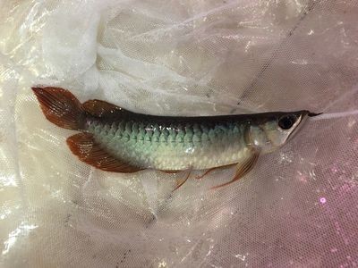 通遼市科爾沁區萬達廣場鴻寶水族館（通遼有水族館嗎）
