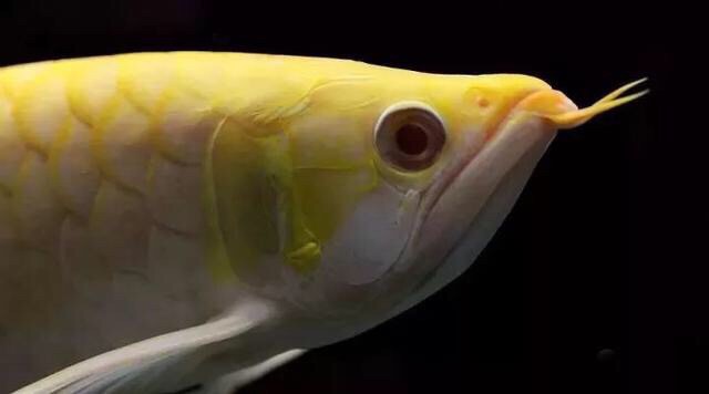 呼圖壁縣魚鳥樂水族館（呼圖壁縣魚笑）