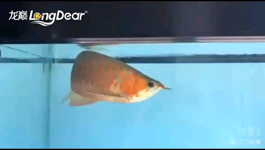 轉發827