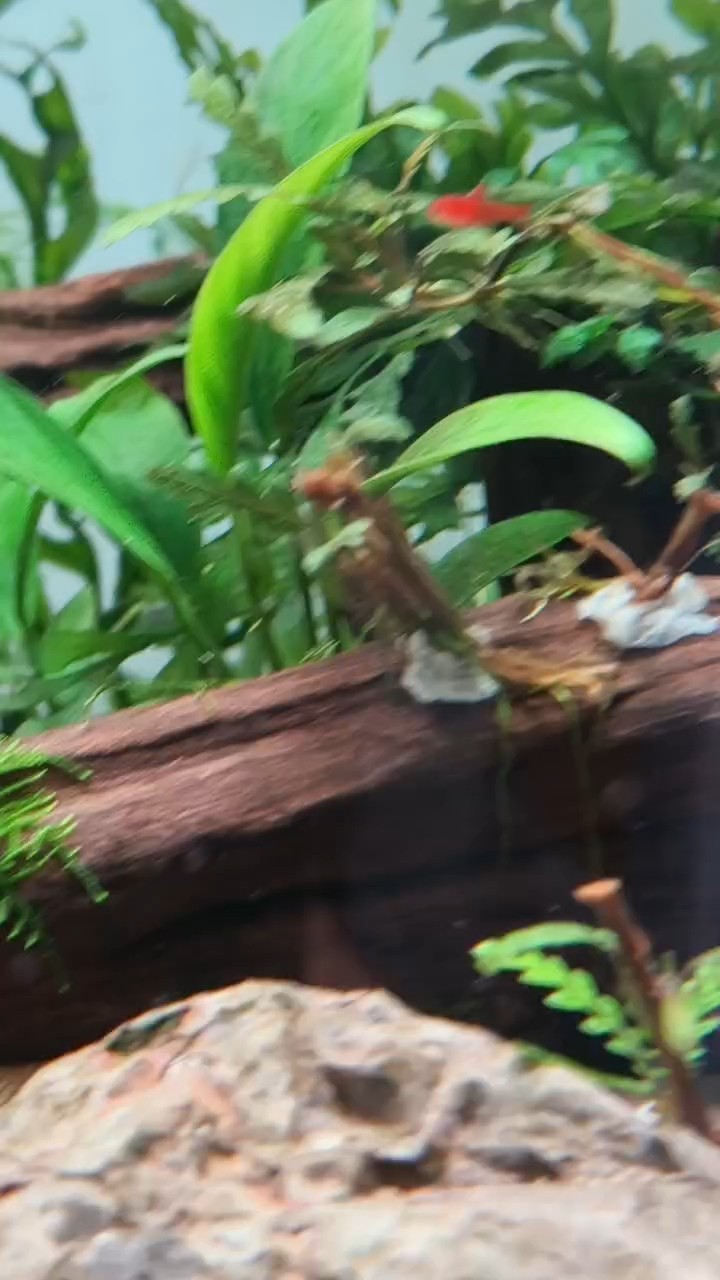 養了兩年多的噴火燈，突然間發現有兩條小魚苗，難道是繁殖了？驚喜。