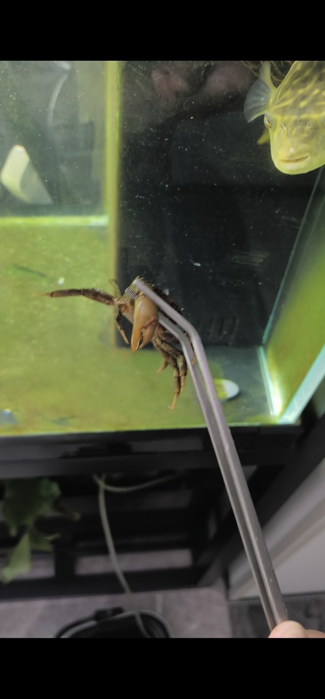 斑馬狗頭大戰大螃蟹