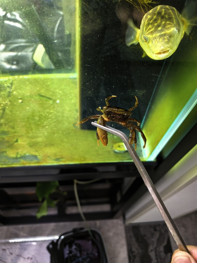 斑馬狗頭大戰小螃蟹