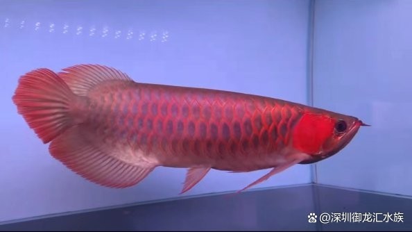 龍魚浮水面游來游去
