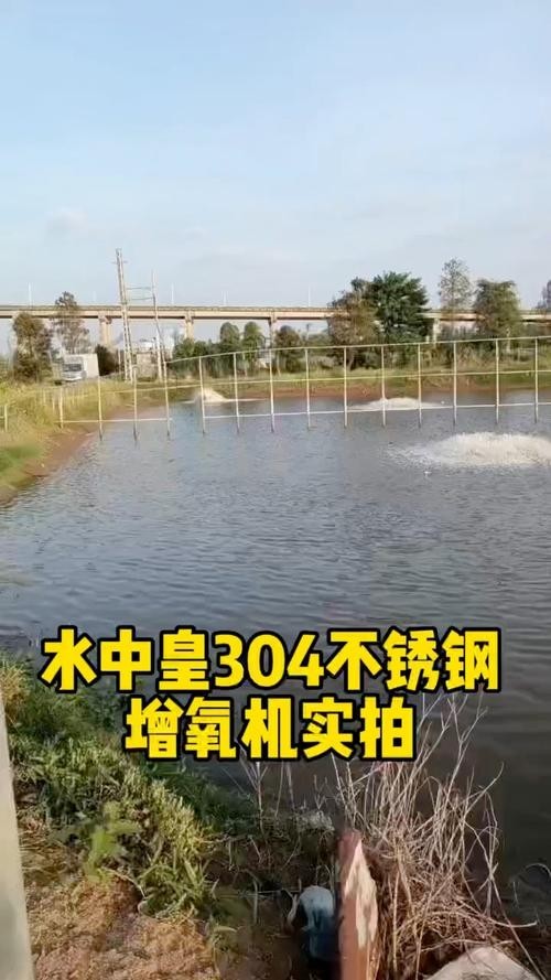 龍魚浮水面游來游去