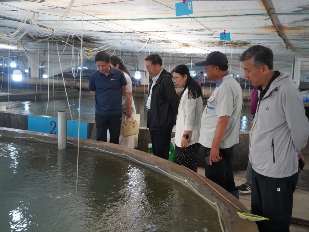龍須貓魚的人工繁育情況如何？