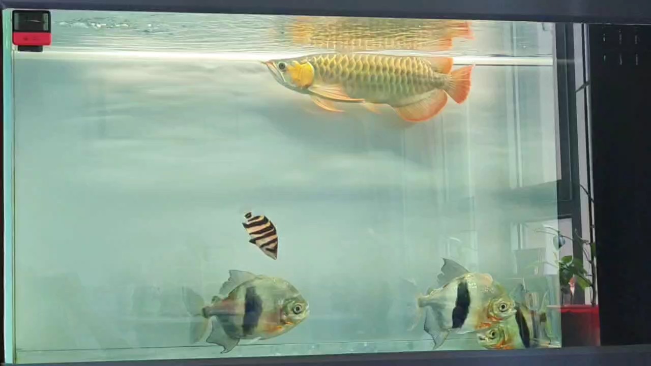 換水打卡，虎魚戰損一條，被龍魚吞掉了[daku]