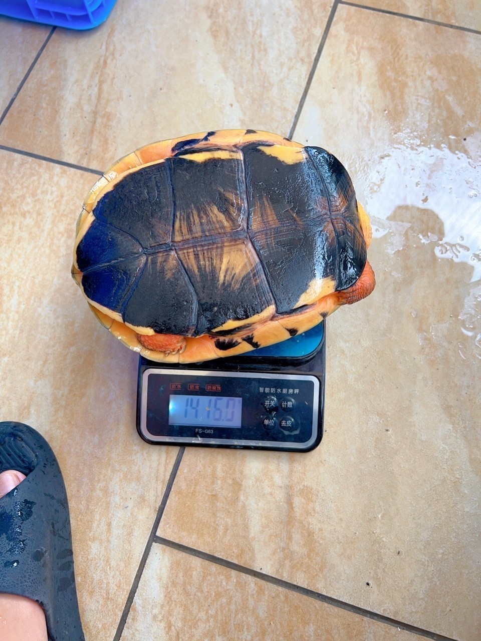 自己培養的種母，3斤，每年兩窩蛋