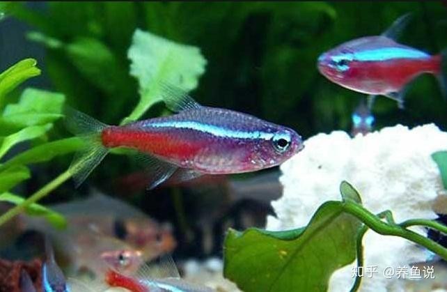 銀龍魚的顏色怎么有的白有的不白呀怎么回事