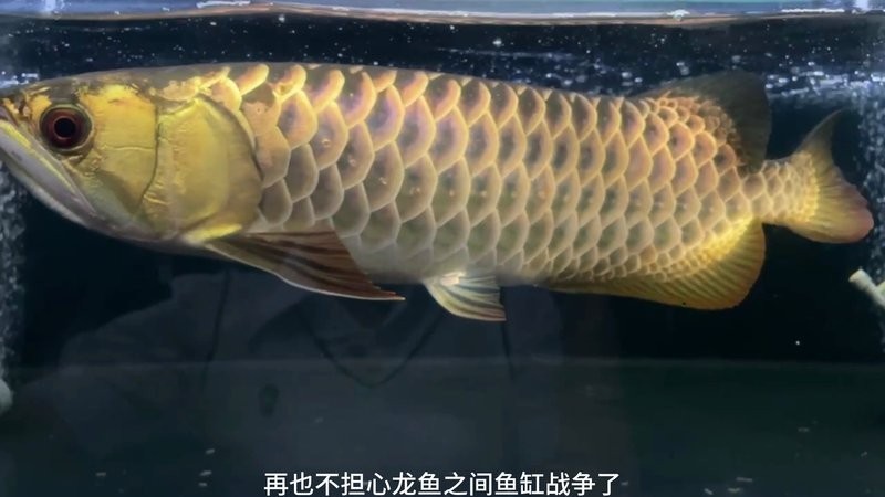 龍魚混養(yǎng)視頻大全視頻播放