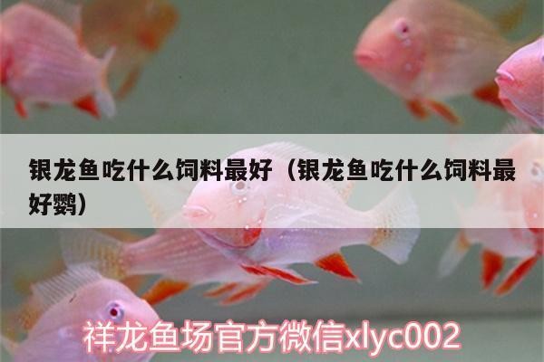 西峰區黑黑水族店