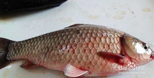 曲溝鎮(zhèn)錦繡園好多魚(yú)水族館（曲溝鎮(zhèn)錦繡園圖片）