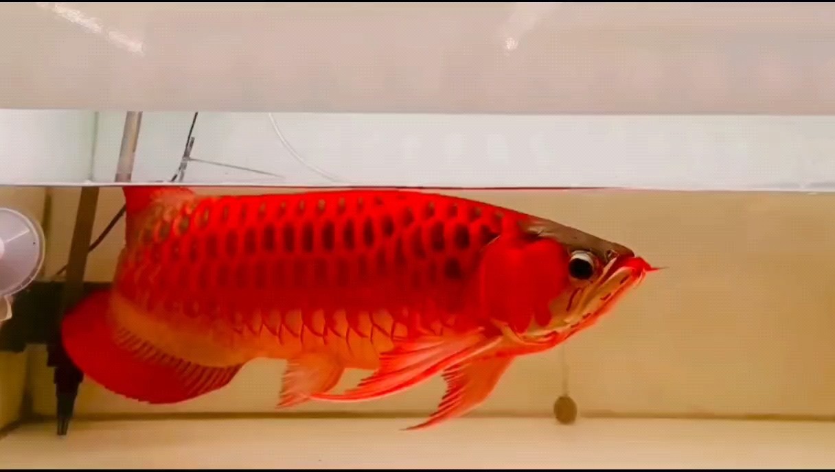 龍魚干蝦有營養嗎 憋屈 龍魚論壇 憋屈 憋屈 龍魚論壇