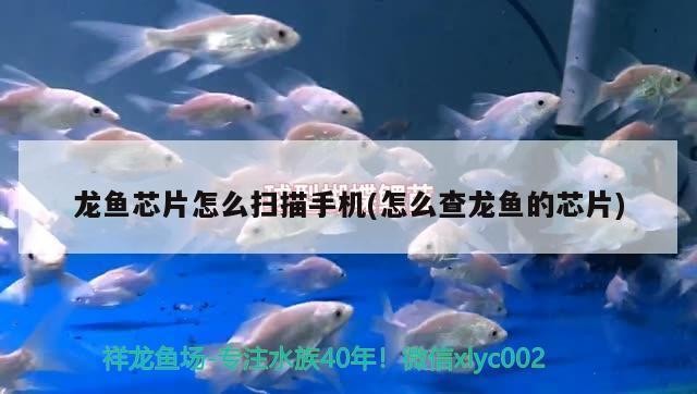 石家莊高新區潤豐養殖場（石家莊高新區潤豐養殖場地址）