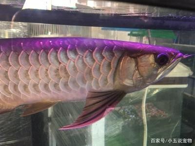 太原市杏花嶺區藝境水族館：太原市杏花嶺區藝境水族館地址