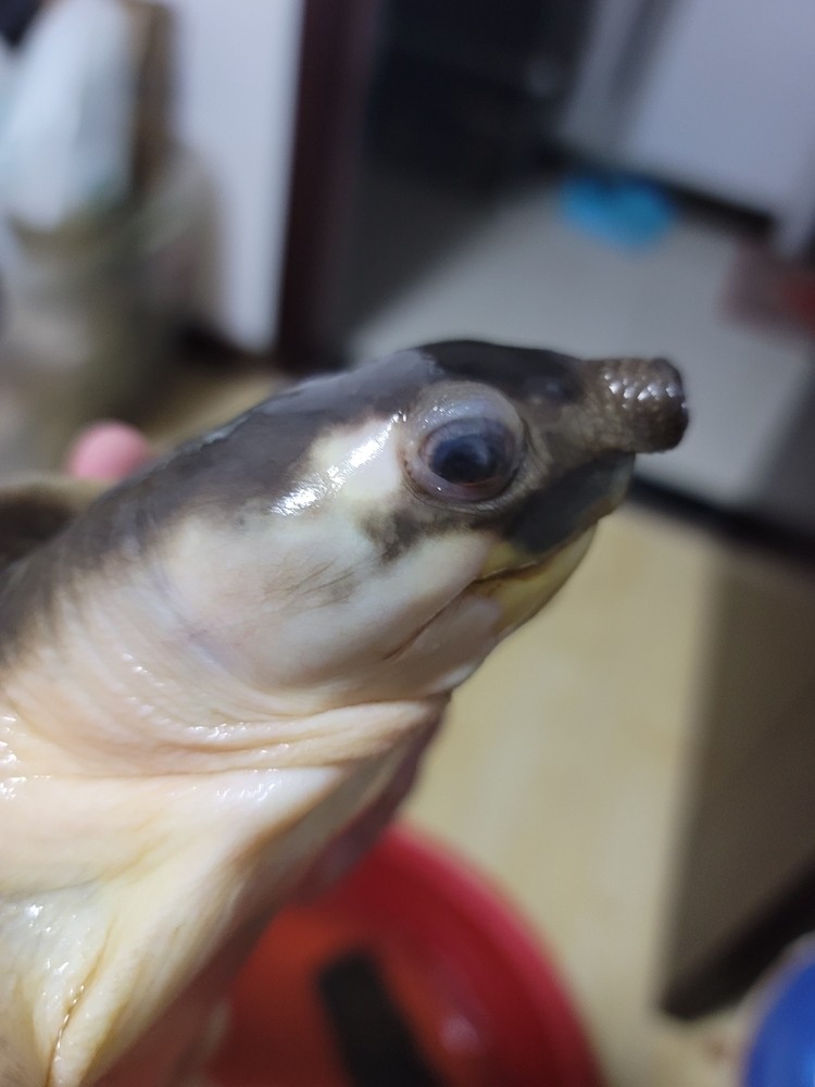 求救 豬鼻龜眼睛