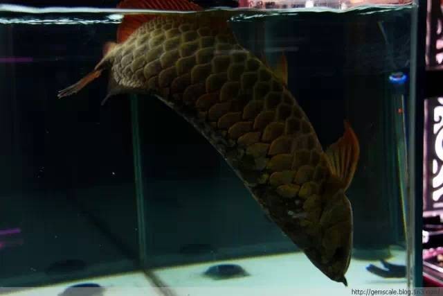 龍魚跳缸了一身傷怎么辦啊