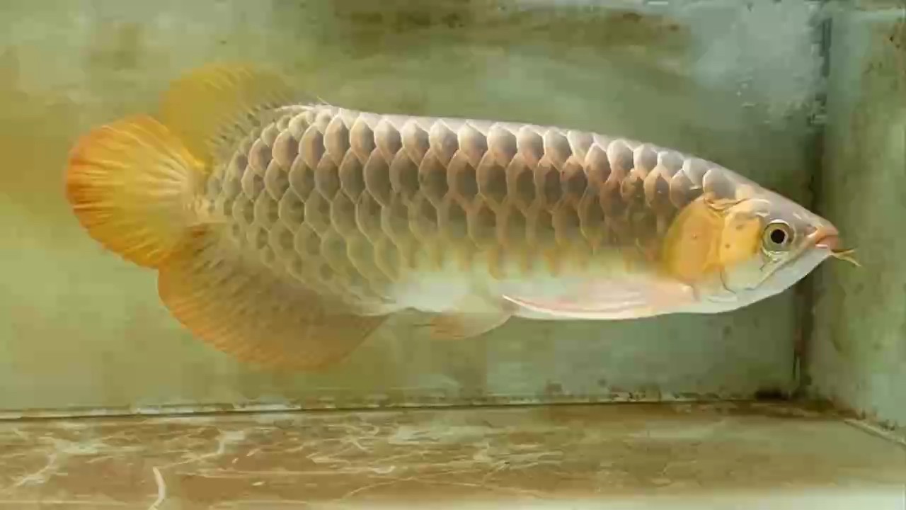 打卡38公分炮鯊