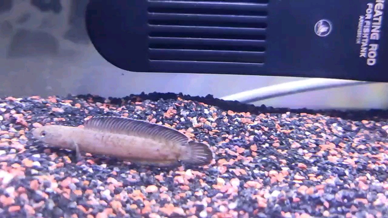 小奶茶 小奶茶 龍魚論壇