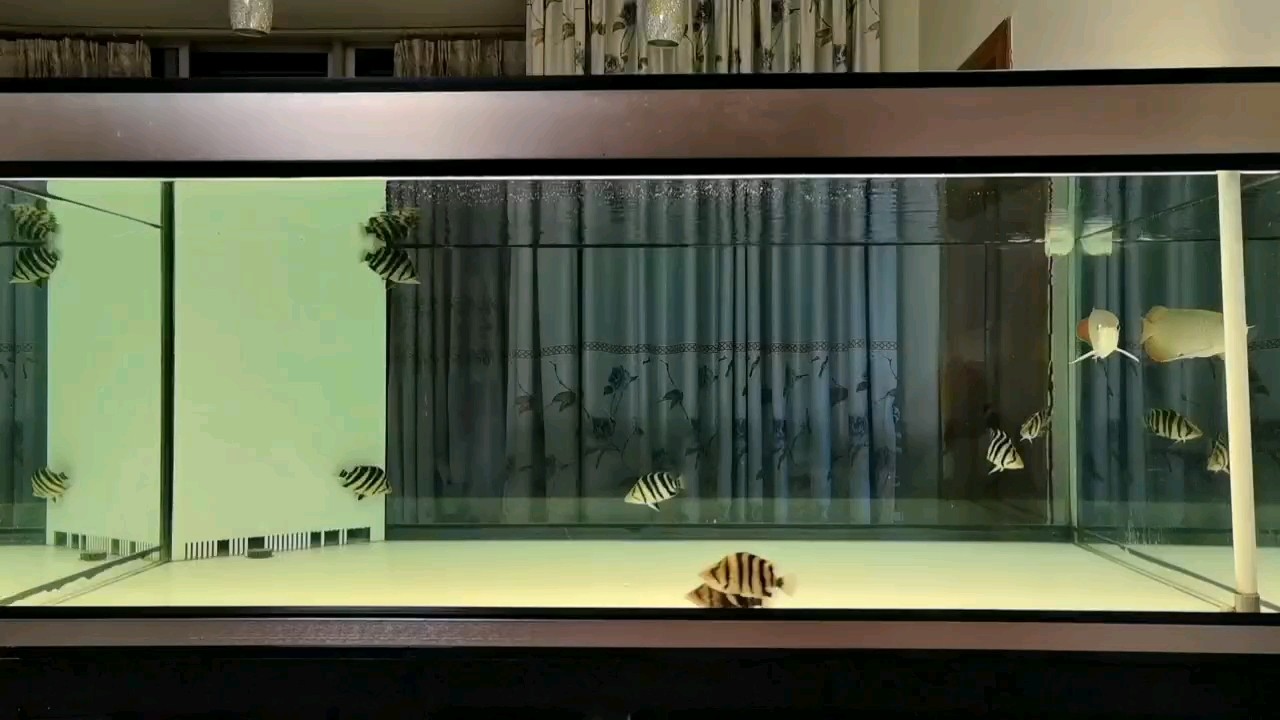 小虎魚真好看