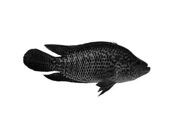 黑龍魚是什么魚圖片大全大圖