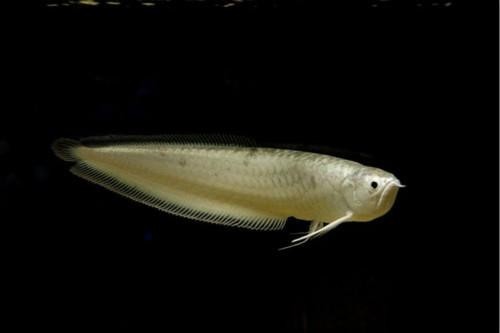 黑龍魚是什么魚圖片大全大圖