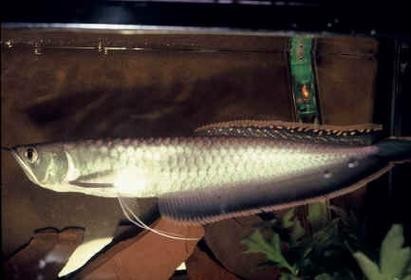 黑龍魚是什么魚圖片大全大圖