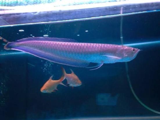 黑龍魚是什么魚圖片大全大圖