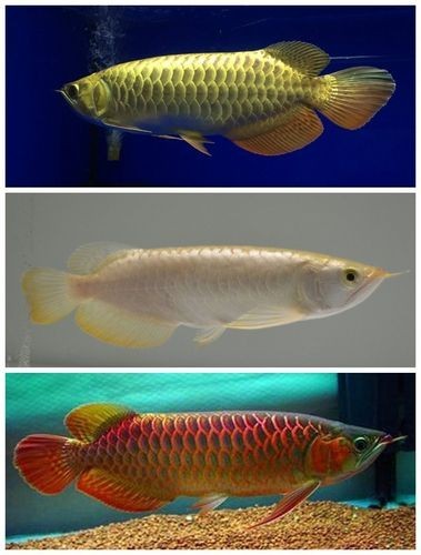 黑龍魚是什么魚圖片大全大圖