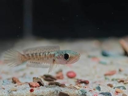 黃色雷龍魚苗圖片