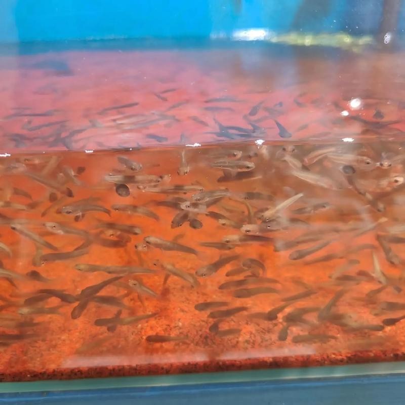 黃色雷龍魚苗圖片
