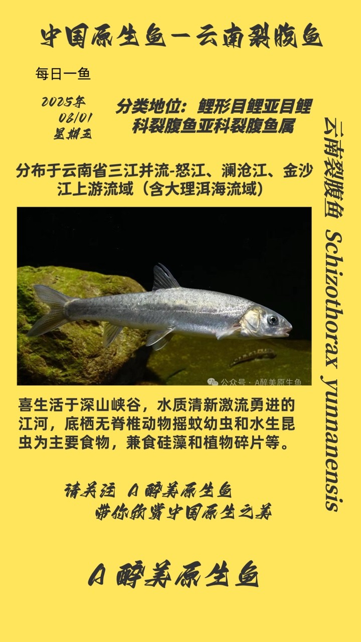 云南裂腹魚