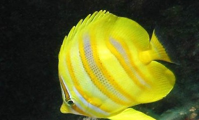 瀏陽市集里伶俐生態水族館（瀏陽市集里街道屬于哪個鎮）