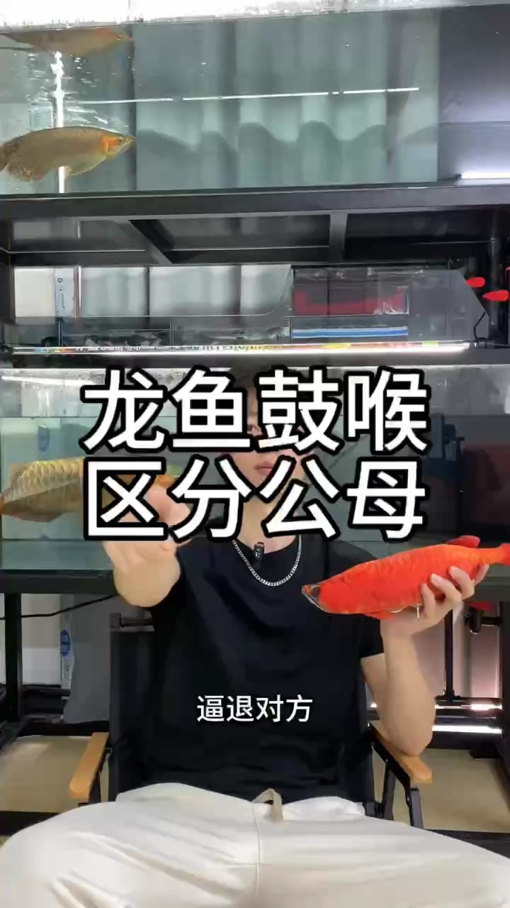 都說龍魚鼓喉就是公魚，事實真是如此嗎