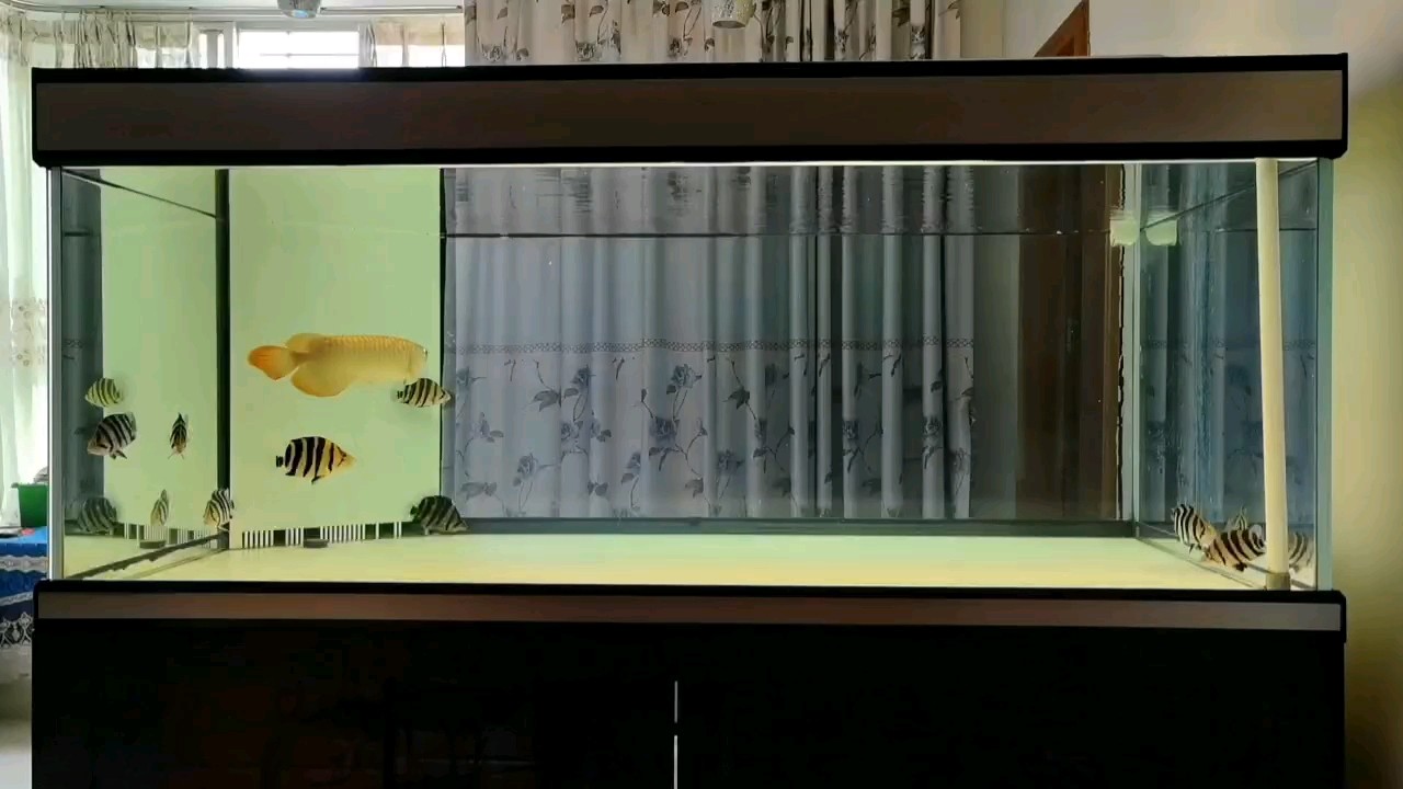 透缸養虎！