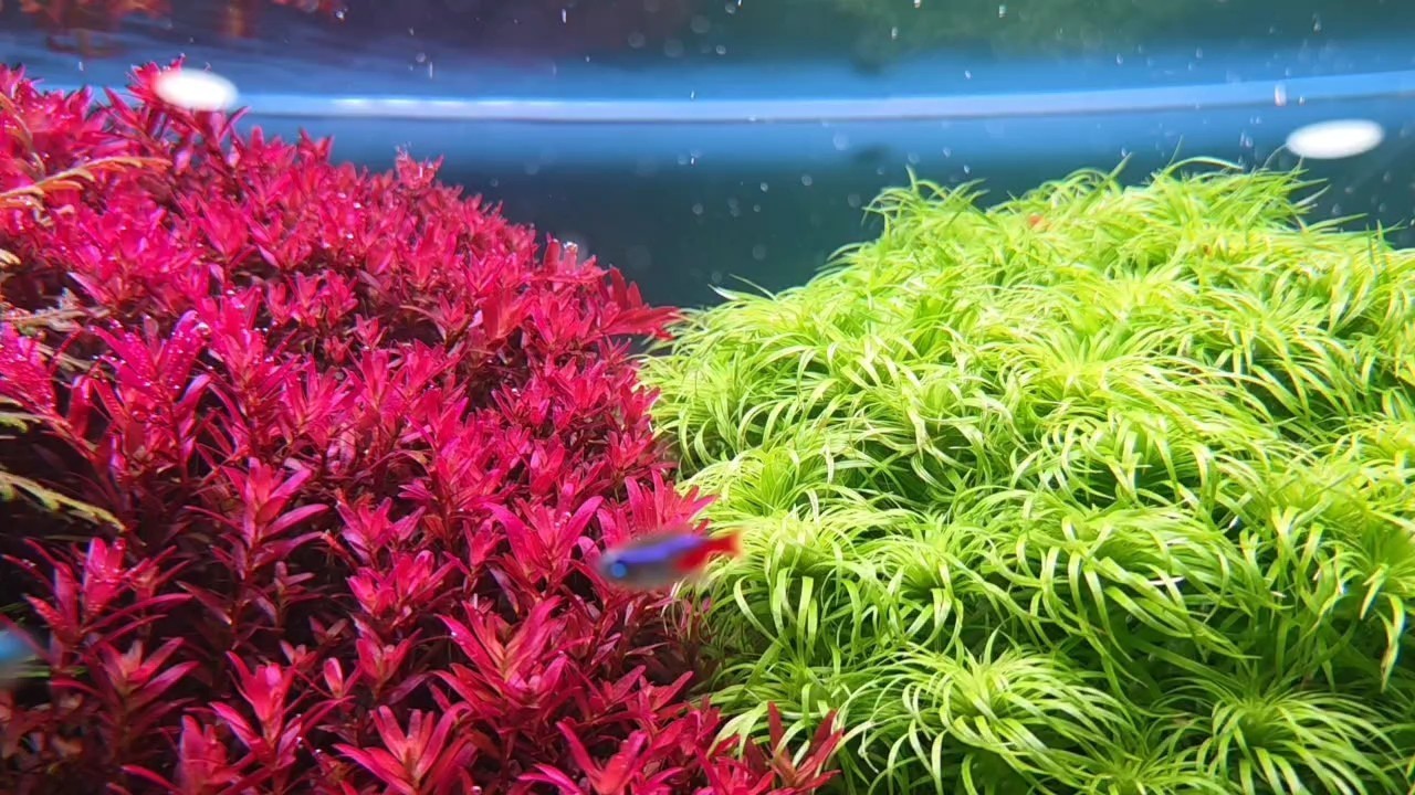 60魚缸造景完成 60魚缸造景完成 龍魚論壇