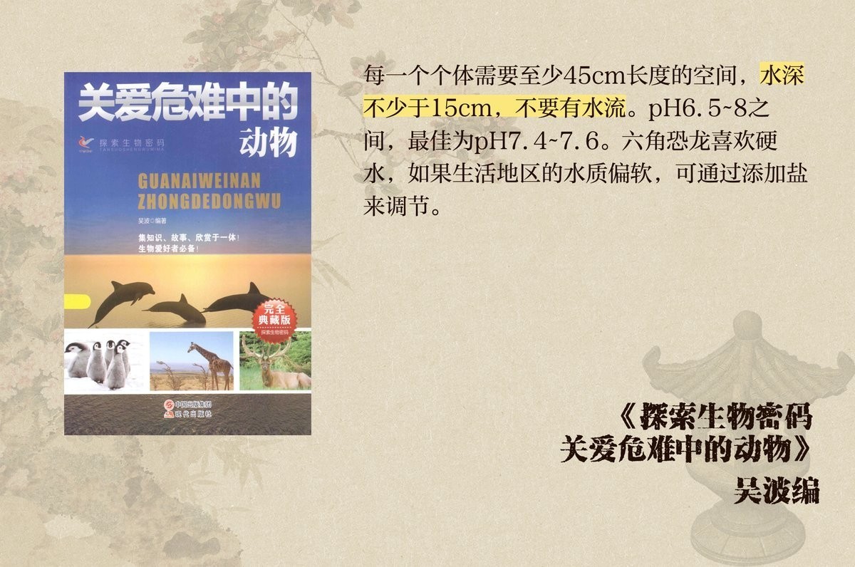 六角恐龍魚和什么魚一起養