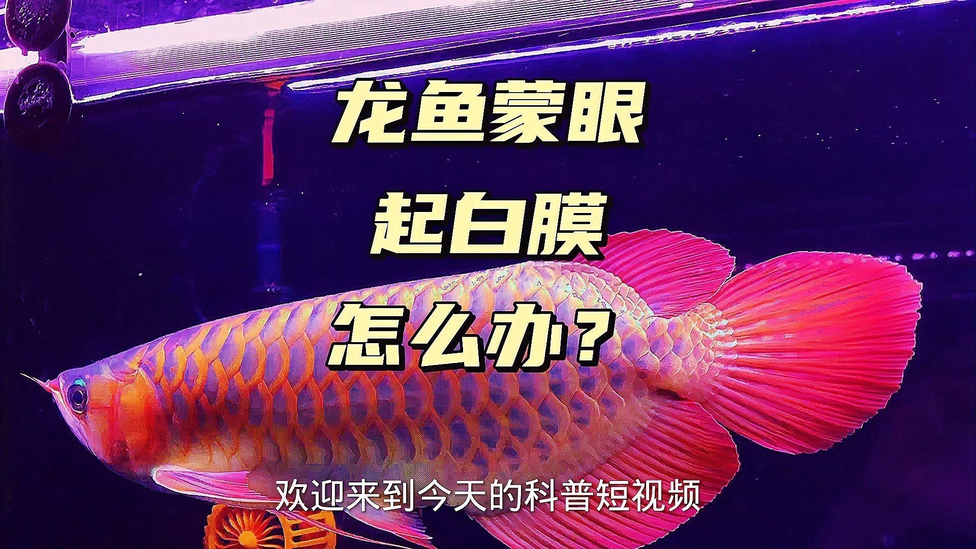 龍魚眼睛有白膜怎么辦也不吃了怎么回事兒