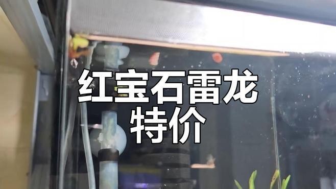 雷龍魚為什么這么貴啊