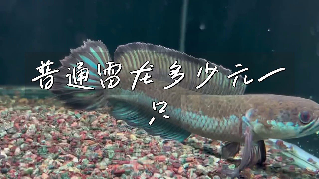 雷龍魚為什么這么貴啊