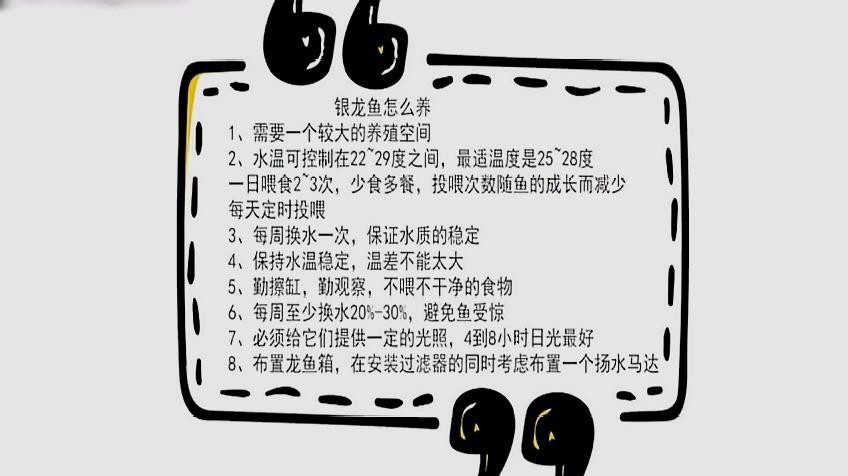 銀龍魚耐低溫嗎