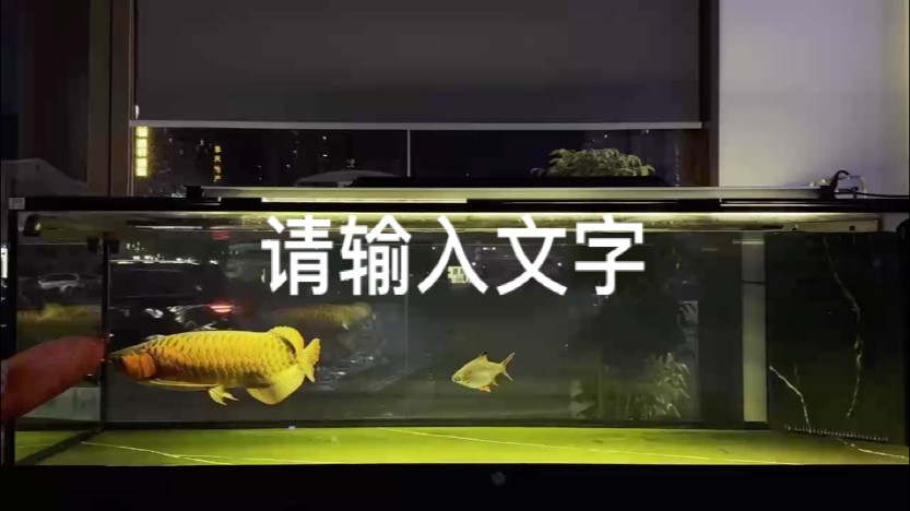 逗逗大家開心