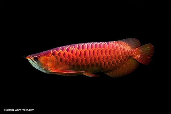 龍魚鱗片充血需要多久才能恢復