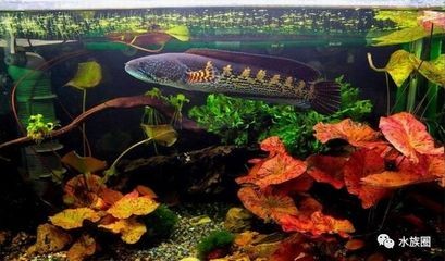 可麗愛魚缸有幾個系列型號（可麗愛魚缸特殊型號推薦）