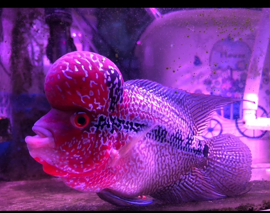 <strong><mark>羅漢魚</mark></strong>