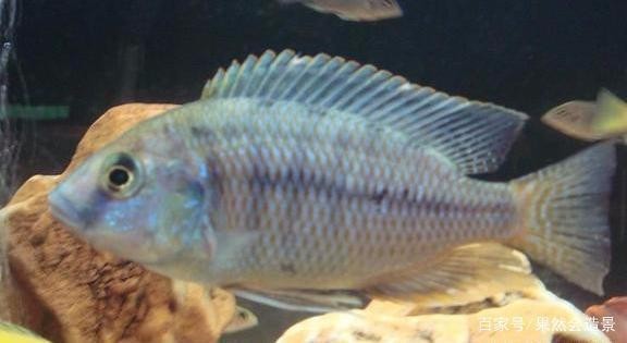 魚缸過濾器選購指南:自制魚缸過濾器魚缸上置過濾器對于養(yǎng)魚愛好者的必備知識 日照市東港區(qū)遇見水族館:日照魚遇漁餐廳 全國水族館企業(yè)名錄 日照市東港區(qū)遇見水族館:日照魚遇漁餐廳 日照市東港區(qū)遇見水族館:日照魚遇漁餐廳 全國水族館企業(yè)名錄